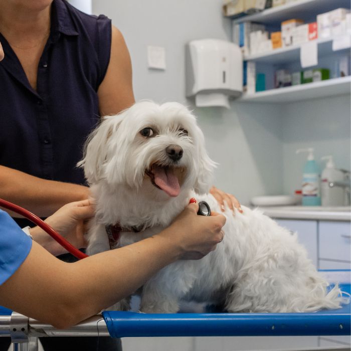 A woman uses a stethoscope to examine a white dog