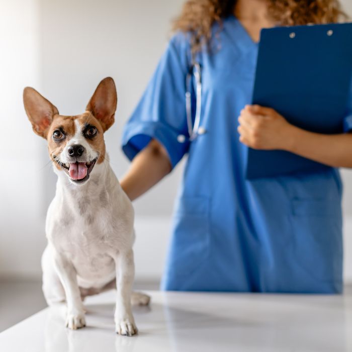 A woman in scrubs gently holds a dog on a table